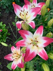 Flowers in the garden of large lilies. Lilium, Blooming pink delicate flower .Pink Stargazer Close-up of pink lilies. Summer