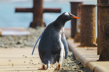 A curious gentoo penguin in Antarctica looking around