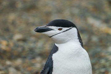 Antarctic chinstrap penguins walking on the beach
