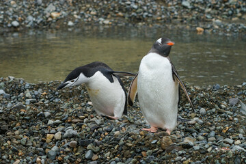 Naklejka premium Antarctica gentoo penguins on the snow ground and cold water