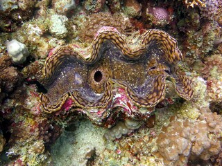 red sea giant clam