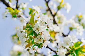 branches of a cherry tree with white flowers against the blue sky. spring garden