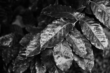 leaves growing in the meadow in black and white
