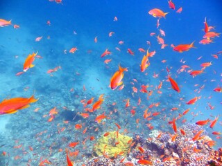 Obraz na płótnie Canvas red sea fish and coral reef
