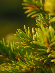 Spring landscape. close-up of a branch of needles. shallow depth of field.