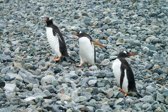 Antarctica gentoo penguins on the stone beach