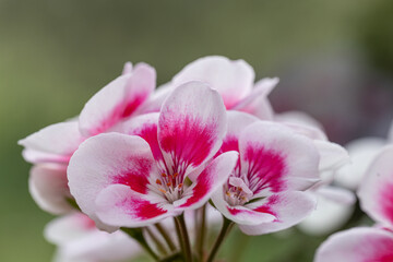 Fototapeta na wymiar Close-up beautiful white and pink blossom Geranium flowers and leaves with blur background. Famous pelargonia in the garden