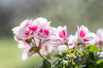 Obraz na płótnie Canvas Close-up beautiful white and pink blossom Geranium flowers and leaves with blur background. Famous pelargonia in the garden