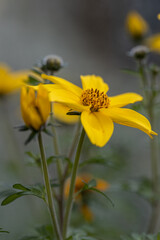 close up of yellow earded Beggartick (Bidens aristosa) in full bloom. sanvitalia procumbens