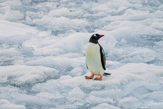 Antarctica standing Gentoo penguin on the floating ice