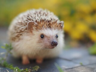 黄色の花がよく似合うハリネズも
