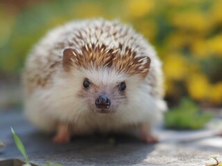 黄色の花がよく似合うハリネズも