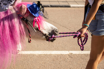 Horse in the park. Pony walk by the bridle.