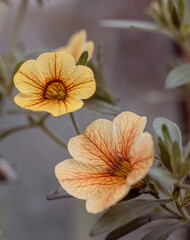 Fototapeta na wymiar yellow surfinia or petunia flowers and green leaves in fresh garden with natural background. Surfinia is often used as a cascading flower to cover balconies and deck overhangs.