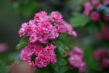 Obraz premium branch of pink flowers of hawthorn