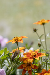 close up of yellow earded Beggartick (Bidens aristosa) in full bloom. sanvitalia procumbens