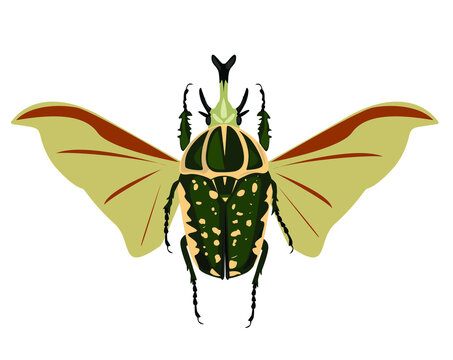 Mecynorhina polyphemus insect vector illustration