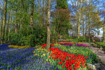 Flowerbed in Keukenhof garden, Netherlands