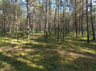 A summer pine forest landscape