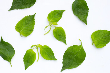 Tree Basil leaves (Ocimum gratissimum) on white background.