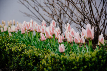 Tulipany różowo-białe posadzone w szpalerze z bukszpanem.