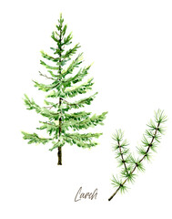 Watercolor Larch printable wall art