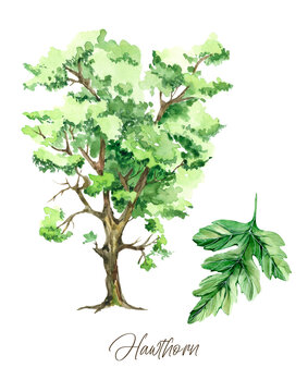 Watercolor green tree with leaves, Hawthorn wall art