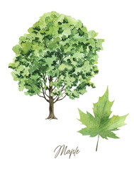 Maple tree with leaves, Watercolor printable wall art