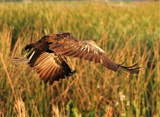 Limpkin in Gravity Defying Flight