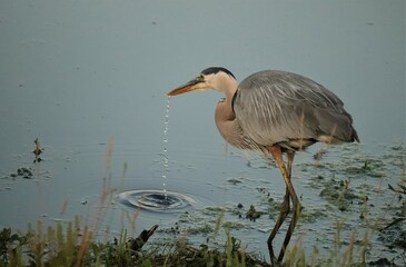 Great Blue Heron Thirst Quenching