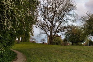 trees in the park