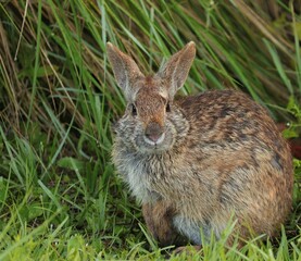 Adorable Bunny Cottontail Rabbit Marsh Hare Staring Contest 