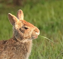 Cottontail Masrh Hare Chillin with Some Grass