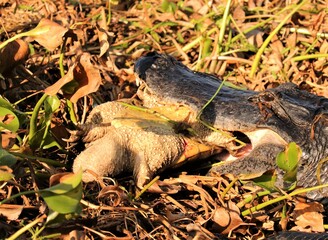 Alligator Devouring a Snapping Turtle Nature is Brutal
