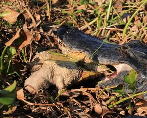 Alligator Devouring a Snapping Turtle Nature is Brutal