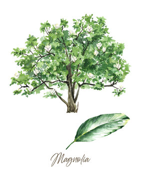 magnolia watercolor wall art, green tree with leaves