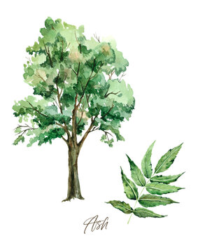 Ash tree isolated on white, Pritable wall art