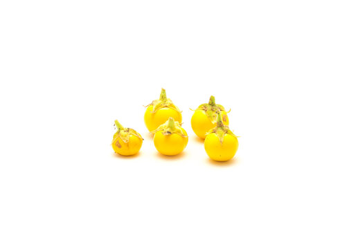 Five over ripen yellow small round eggplant for heirloom seed saving isolated on white background