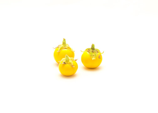 Three over ripen yellow small round eggplant for heirloom seed saving isolated on white background