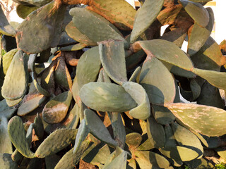 Opuntia ficus indica. tropical cactus in morning sun light