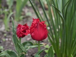 Obraz premium red tulip flower