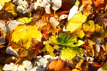 Buntes Herbstlaub mit Ahornblättern auf dem Boden liegend