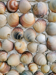 Many grey, beige, brown polished venus seashells on cement wall. natural decorative seashells...
