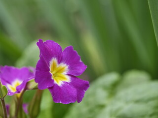 purple flower in the garden