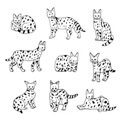 Serval wild african cat vector illustrations set © GooseFrol
