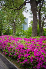 ツツジが咲き乱れる小径