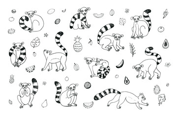 lemur funny animal with tropical fruits illustrations vector line graphic  set - obrazy, fototapety, plakaty