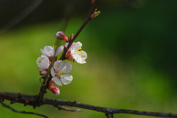 Blooming spring garden. Flowering twig on a background of green grass.