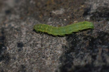 green caterpillar on a leaf