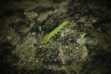 green caterpillar on a leaf